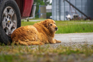 Gesundheitsrisiko Übergewicht bei Hunden: Ursachen und Folgen aufgedeckt